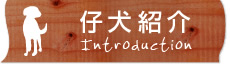 仔犬紹介